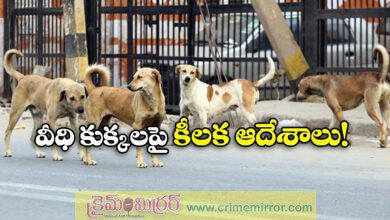 All stray dogs in Delhi-NCR to be moved to shelters, orders SC
