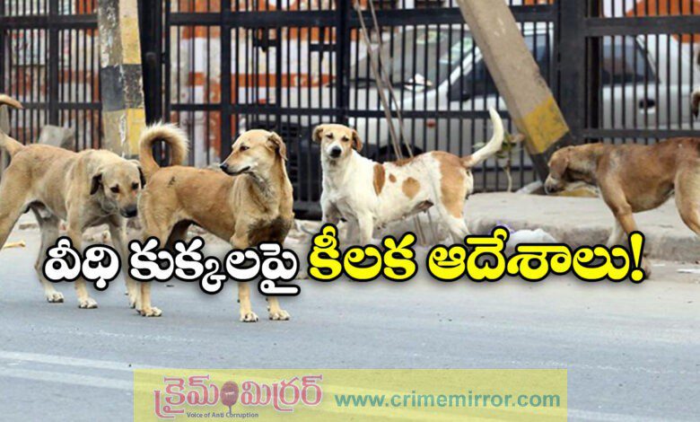All stray dogs in Delhi-NCR to be moved to shelters, orders SC