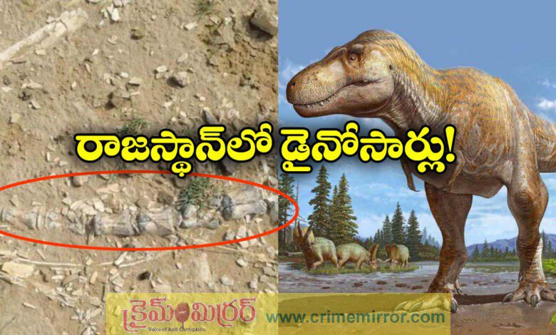 Dinosaur-Era Fossils Unearthed Near Lake In Rajasthan Village