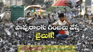 Mumbai Police Registers First FIR For Feeding Pigeons Under New Criminal Law