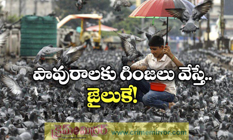 Mumbai Police Registers First FIR For Feeding Pigeons Under New Criminal Law