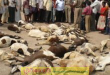 100 sheep die after eating poisoned food