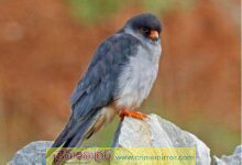 సంగారెడ్డి జిల్లాలో అరుదైన పక్షి దర్శనం...డ్రీమ్ ఎన్‌కౌంటర్‌గా