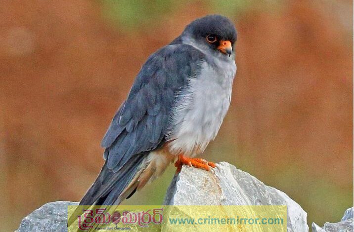 సంగారెడ్డి జిల్లాలో అరుదైన పక్షి దర్శనం...డ్రీమ్ ఎన్‌కౌంటర్‌గా