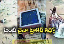 Seagull With GPS Tracker Of China Found On Karnataka Coast