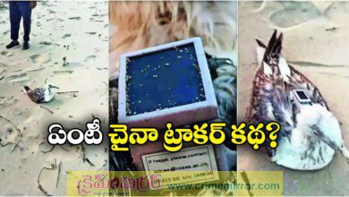 Seagull With GPS Tracker Of China Found On Karnataka Coast