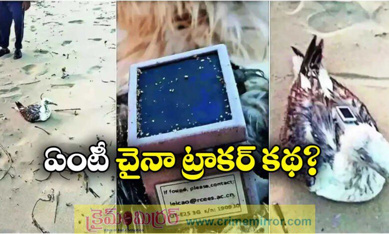Seagull With GPS Tracker Of China Found On Karnataka Coast