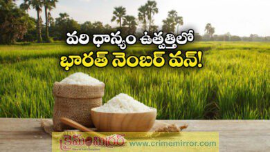 India Tops Global Rice Production, Overtakes China with Record 152 Million Tons